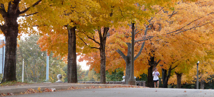Person walking under fall trees
